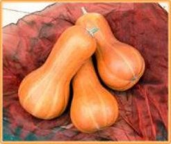 Beja Butternut