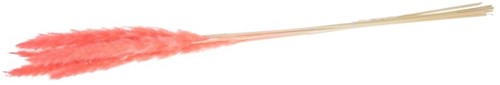 Pampas grass Jaxx 65-75cm 6pc - Pink Pampas grass Jaxx 65-75cm 6pc -  