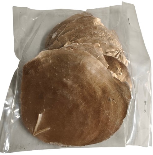 Capiz shell  Camar Goud 250 gram Geverfde schelpen