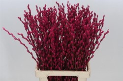 Katwilg wilgenkatjes GEKLEURDE katjeswilg Cerise Salix bundel +/- 10st Salix Kleurbehandeld  