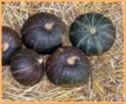 Buttercup Kabocha Cuc. Maxima Groen