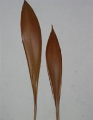 Coco Boat Coco leaf Galera 60-80cm. Kokosblad