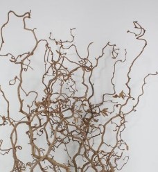 Kronkelhazelaar Corylus Av Contorta kort +/- 40 cm PER STUK korte krullende paastakjes voor bloemschikken