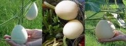 Cucurbita pepo Pears & Eggs