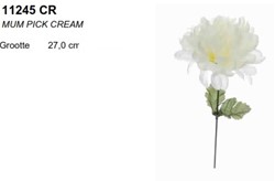 Dahlia Mum pick Creme / st Dahlia Mum pick