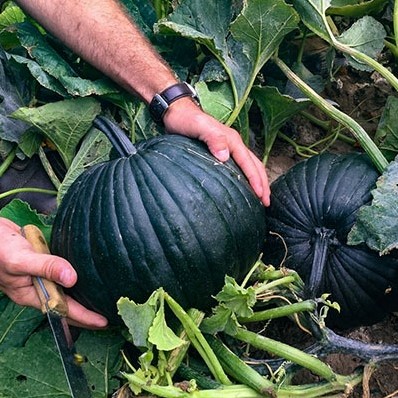 Dark Knight F1 Halloween Zwartgroene Halloweenpompoen