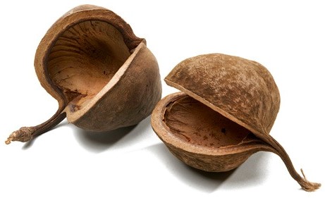 Buddha nuts ±8cm Naturel 6st. Noten