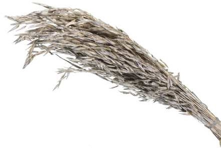 Oat Grass verwant aan Haver Platinum 100 gr droogbloemen