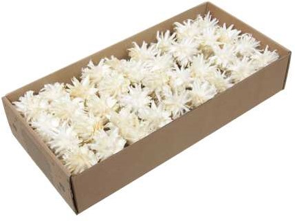 Leucodendron Plumosum Gebleekt op draad doos 55 stuks – Perfect voor Groendecoraties en Bloemschikken