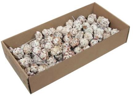 Leucodendron Puberscens White wash op draad / doos +/-100 Ideaal voor Groendecoratie en Bloemschikken