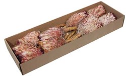 Protea Barbigera Medium - Naturel/Pink (Doos van 10 Stuks)   Mooie Exotische Droogbloem