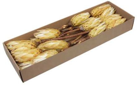 Protea Repens - Naturel Cream Creme (Doos van 24 Stuks)   Suikerbossie Mooie Exotische Droogbloem