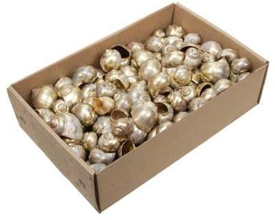 Nattai schelpen Goldwash 500 gr Beperkt leverbaar OP=OP