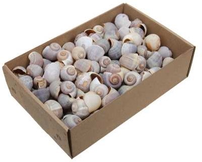 Nattai - Polinices Policinus schelpen +/- 500gr Voor Decoratie en Creatieve Projecten
