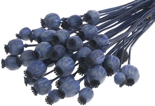 Papaver dark blue  Papaver donkerblauw