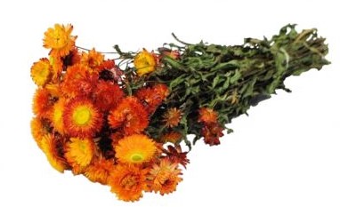 Helichrysum Oranje natural bundel. droogbloemen