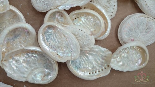 Abalone mini gebleekt +/- 500 gram