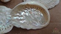 Abalone mini gebleekt +/- 500 gram-3