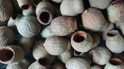 Eucalyptus Bells – Los – ca. 1 kg – Natuurlijke zaaddozen Gum bells