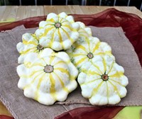 Fall Blossom F1 Witte Patisson met gele strepen Patisson-2