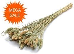  Actie Phalaris naturel 100gr mooie droogbloemen
