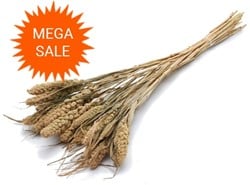 Actie Setaria Italica Trosgierst Naturel 100gr mooie droogbloemen
