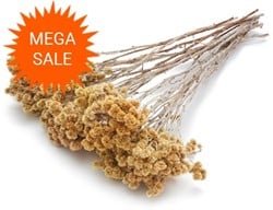  Actie Immortelle flower ±50cm natural ±80g mooie droogbloemen