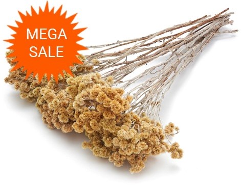  Actie Immortelle flower ±50cm natural ±80g mooie droogbloemen