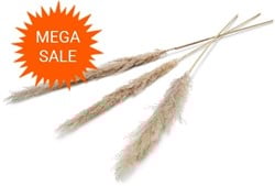  Actie Pampas grass ±110cm Natural 3pcs mooie droogbloemen