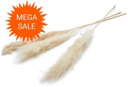  Actie Pampas grass ±110cm Gebleekt 3pcs mooie droogbloemen
