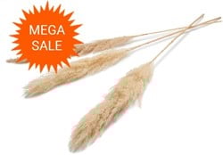 Actie Pampas grass ±110cm Cream 3pcs mooie droogbloemen