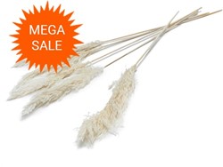  Actie Pampas grass ±70cm Gebleekt 6pcs mooie droogbloemen