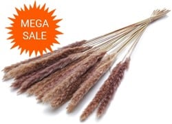  Actie Pacific silvergrass plume Natural 70g mooie droogbloemen