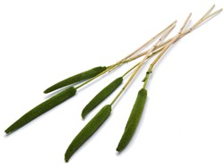 Bunch Babala Groen 10pc 65-70 Bundel droogbloemen vaste pluimen