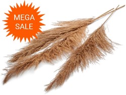  Actie Pampas grass ±160cm Naturel 75pcs / DOOS mooie droogbloemen