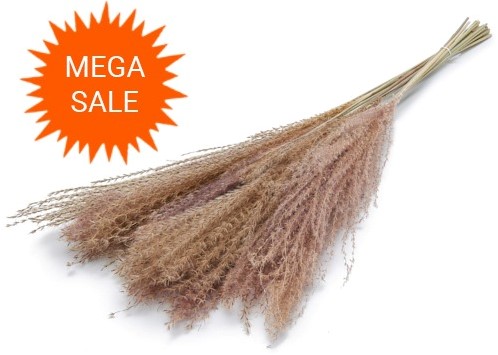  Actie Reed plume Natural 50g mooie droogbloemen