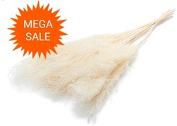  Actie Reed plume Gebleekt 50g mooie droogbloemen