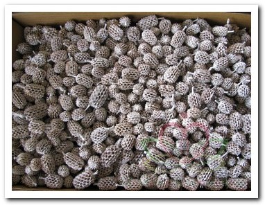 Casuarina Stonewash /White wash1 kg Casuarina 1 kg