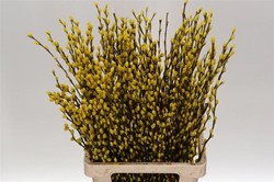 Katwilg wilgenkatjes GEKLEURDE katjeswilg Geel Salix bundel +/- 10st Salix Kleurbehandeld  