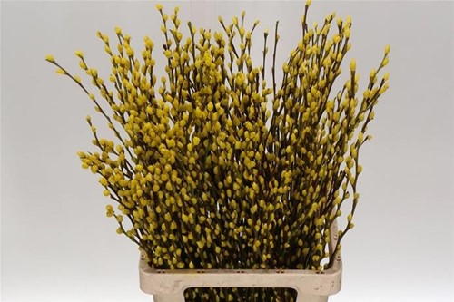 Katwilg wilgenkatjes GEKLEURDE katjeswilg Geel Salix bundel +/- 10st Salix Kleurbehandeld  