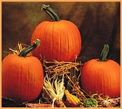 Halloweenpompoenzaden Middelgroot Cuc. Maxima