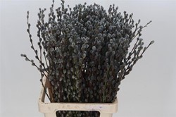 Katwilg wilgenkatjes GEKLEURDE katjeswilg GRIJS Salix bundel +/- 10st Salix Kleurbehandeld 
