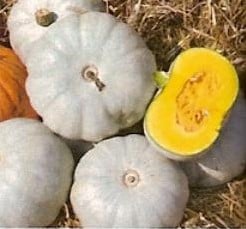 Buttercup Kabocha Grijsblauw