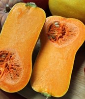 Butternut Helviz F1 Hoogproductive flespompoen