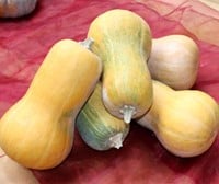 Butternut Helviz F1 Hoogproductive flespompoen-2
