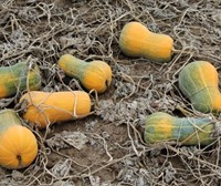 Butternut Helviz F1 Hoogproductive flespompoen-3