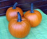 Hermes F1 PMT halloweenpompoen-2