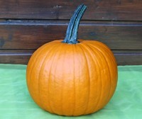 Hermes F1 PMT halloweenpompoen