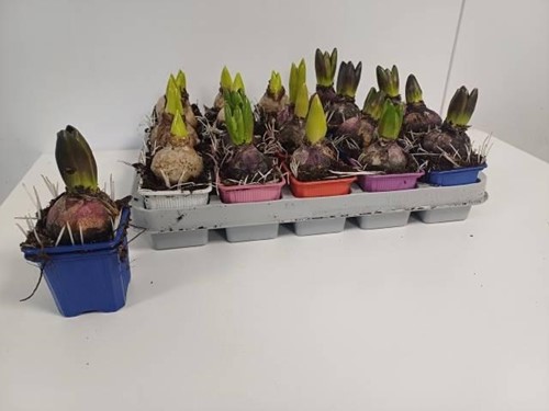Hyacinten 5 kleuren bollen set van 5 we kunnen bij blijven bestellen