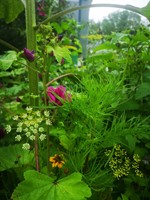 Plukbloemen mengsel Meerjarig Butterfly & Bumble Bee 35 soorten / 500 gram Plukbloemen mengsel-2